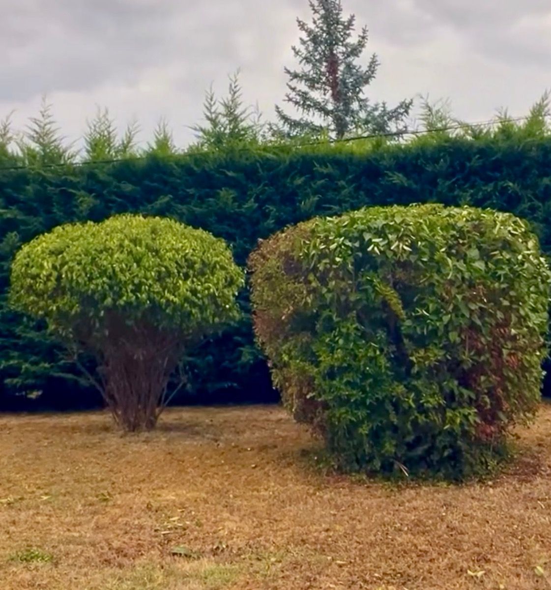 Chantier d'entretien de jardin réalisé par Lohmgarden , paysagiste du réseau Factotum, près de Lachassagne